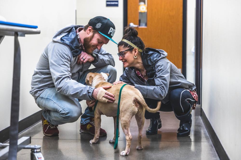 Types of Veterinary Jobs at a Nonprofit Hospital DoveLewis